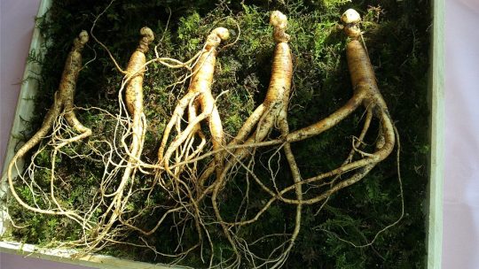 Ginseng Nedir?