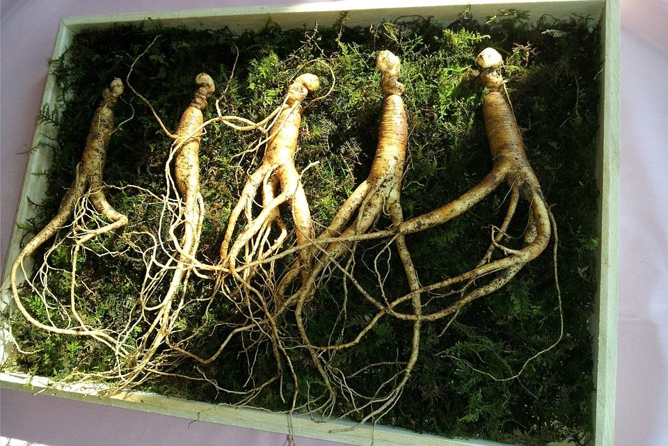 Ginseng Nedir?